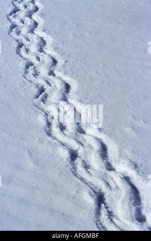 Überblick über ein Kaiserpinguin im Schnee / Aptenodytes Forsteri Stockfoto