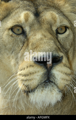 Asiatische Löwe Panthera Leo erheblich ursprünglich aus Indien gefangen Bristol Zoo Stockfoto
