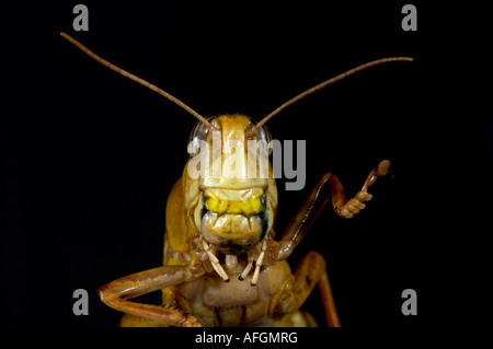 Desert Locust Schistocerca Gregaria gefangen Bristol Zoo Stockfoto