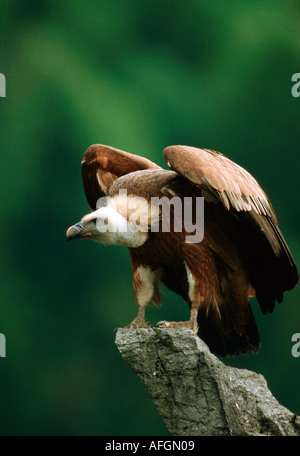 Gänsegeier, Eurasischen Gänsegeier (Tylose in Fulvus). Nach stehend auf einem Felsen Stockfoto