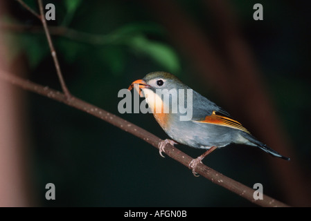 Pekin Robin am Zweig - mit Nahrung im Schnabel / Leiothrix Lutea Stockfoto