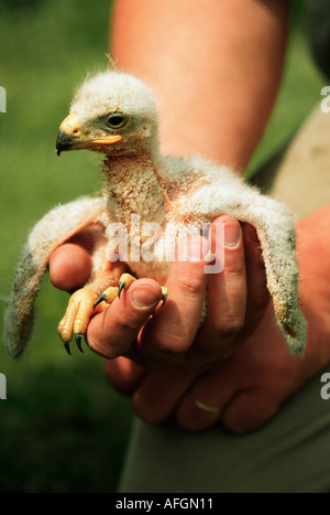 junger Steinadler auf Hand / Aquila Chrysaetos Stockfoto