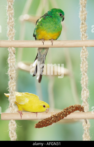 Verjährt Sittich und Red rumped Papagei auf schnurgebundene Leiter mit Hirse Spray / Bolborhynchus kleine et Psephotus Haematonotus Stockfoto