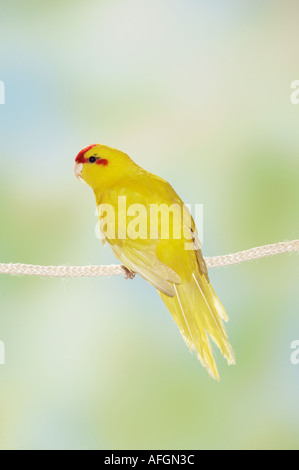 Rot-fronted Sittich am Seil / Cyanoramphus Novaezelandiae Stockfoto