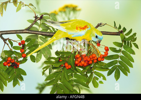 Türkisfarbener Papagei (Neophema pulchella) isst Vogelbeeren Stockfoto