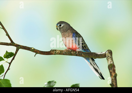 Bourke Papagei auf Zweig / Neopsephotus Bourkii Stockfoto