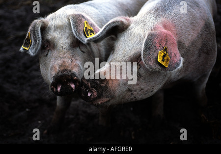 Freilandhaltung Schweine auf einem Bauernhof in Snape, Suffolk, UK. Stockfoto