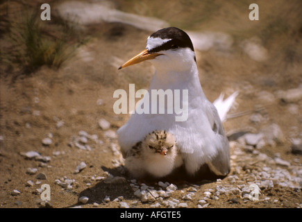 Zwergseeschwalbe (Sterna Albifrons) mit Küken peeping heraus unter es. Stockfoto