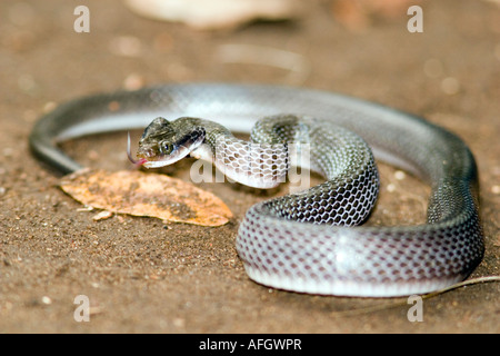 Weißlippen-Herold Schlange (Crotaphopeltis Hotamboeia) in Tansania Stockfoto