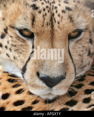 Intimes Porträt ein Gepard Acinonyx jubatus Stockfoto