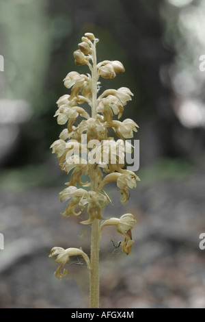 Vogel Vögel nisten Orchidee Neottia Nidus Avis auf den dunklen Boden ein Gloucestershire Wald wächst Stockfoto