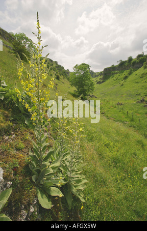 Hohe Blütenspitze des heiligen Mullein Verbascum pulverulentum, das in der Höhe des Menschen in den oberen Bereichen des Lathkill Dale Derbyshire Peak District wächst Stockfoto