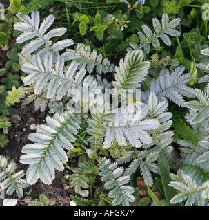 Blätter der Silverweed Potentilla heisses Stockfoto