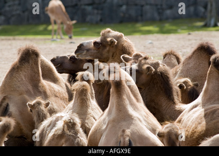 Camelus bactrianus Stockfoto