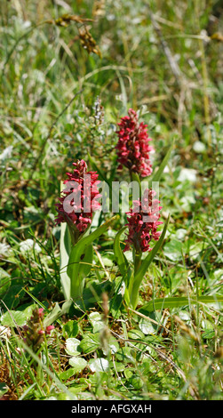 Frühe Marsh Orchidee Dactylorhiza Wurzelsud rot blühenden Sorte Coccinea in Kenfig Warren in Süd-Wales Stockfoto