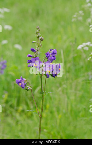 Die Jakobsleiter Polymonium Caeruleum bei Lathkill Dale in Derbyshire Peak District Stockfoto