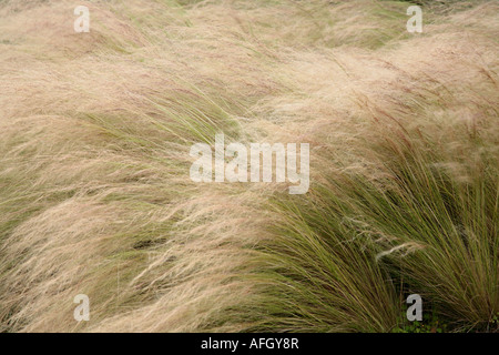 Fasiangras (Stipa tenuifolia), das in der Brise schwankt - Spätsommer. VEREINIGTES KÖNIGREICH Stockfoto