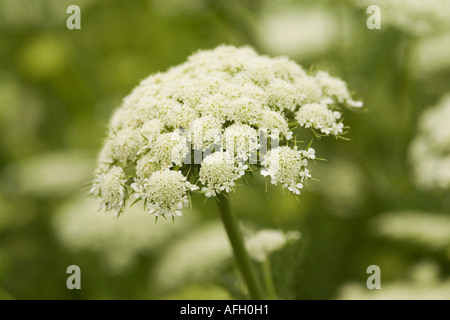 Blüten der Wilden Möhre (Peen) (Daucus Carota) Stockfoto