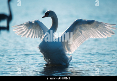 Höckerschwan mit den Flügeln schlägt, Deutschland / (Cygnus Olor) Stockfoto