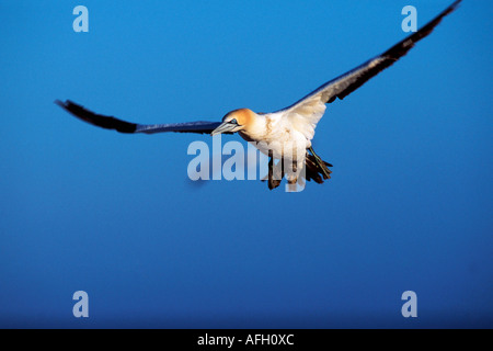 Cape Gannet, Lamberts Bay, Südafrika / (Sula Capensis, Morus Capensis) Stockfoto