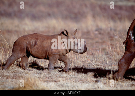 Weit in den Mund genommen Nashorn, Kalb, Provinz Gauteng, Südafrika / (Ceratotherium Simum) Stockfoto