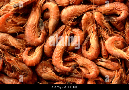 Gemeinsame europäische Garnelen, Schleswig-Holstein, Deutschland / (Crangon Crangon) Stockfoto