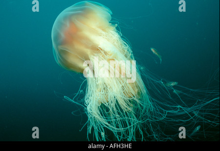 Riesige Quallen, Atlantik / (Cyanea Capillata) Stockfoto