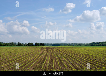 Feld mit jungen Mais in der Nähe von Blindheim Bayerisch-Schwaben-Deutschland Stockfoto