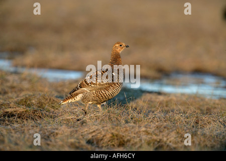 Birkhuhn at Tetrix weibliche Lek Schweden Stockfoto