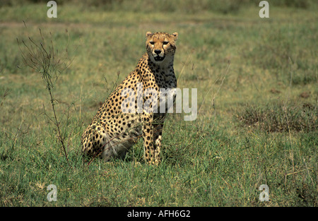 Gepard Sittig in das Grasland der Serengeti Nationalpark, Tansania Stockfoto