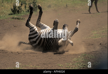 Zebra kratzen den Rücken, Ngorongoro Crater, Tansania Stockfoto