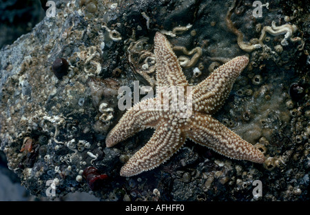 Gemeinsamen Seestern auf Felsen Asterias rubens Stockfoto