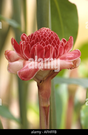 Eine Fackel Ingwer Etlingera Elatior China Stockfoto