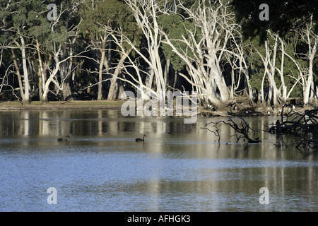 Billabong [2] auf Kangaroo Island, Australien Stockfoto
