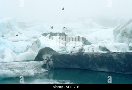 Vögel fliegen über treiben Eisberge in der Gletscherlagune Jökulsárlón, Island Stockfoto