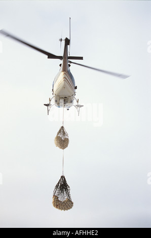 Eisbär (Ursus maritimus, Thalarctos maritimus). Ein Hubschrauber luftbrücken zwei Eisbären aus der D20 Holding in Churchill, Manitoba Stockfoto