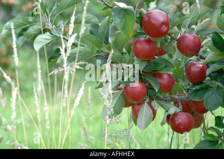 Apfelplantage in Lindau, Kent, England Stockfoto