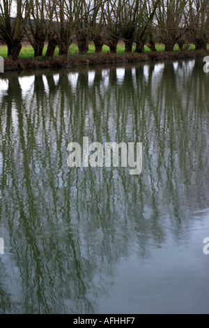 Bäume spiegeln sich in der Themse Stockfoto