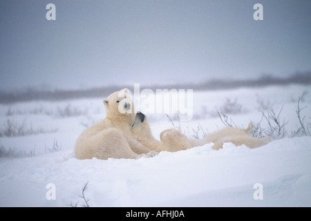 zwei Eisbären im Schnee / Ursus Maritimus Stockfoto