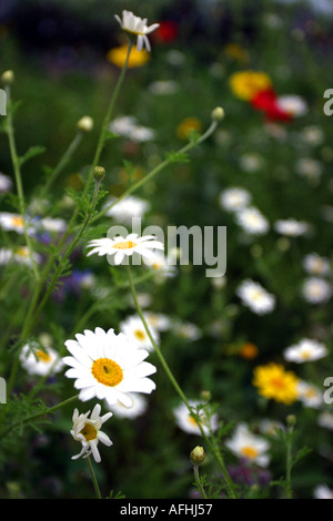Wildblumen im Eden Project Stockfoto