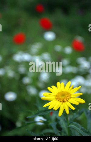 Wildblumen im Eden Project Stockfoto