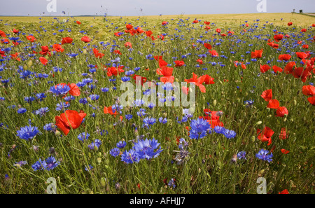 MOHN UND MAIS BLUMEN IN GERSTE FELD ZENTRAL-FRANKREICH Stockfoto