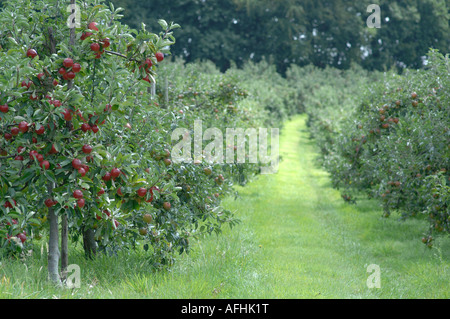 Apfelplantage in Lindau, Kent, England Stockfoto