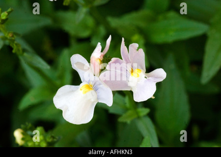 Nemesia Amelie Blume in voller Blüte Stockfoto