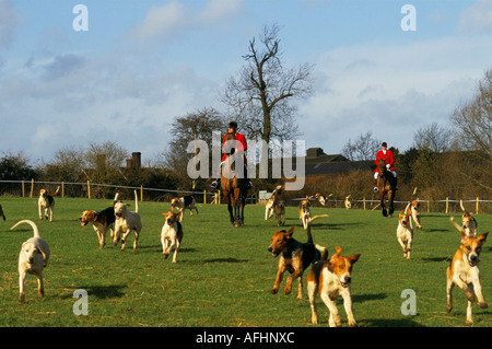 Reiter und Beagle Hunde Stockfoto