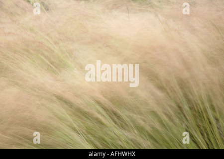 Fasiangras (Stipa tenuifolia), das in der Brise schwankt - Spätsommer. VEREINIGTES KÖNIGREICH Stockfoto