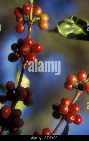 Reife rote ROBUSTA-Kaffeebeeren in der Nähe von Arusha nördlichen Tansania Ostafrika Stockfoto