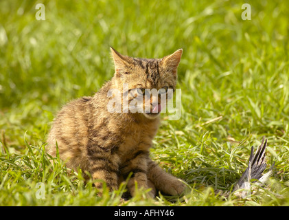 Süße kleine Kätzchen schottische Wildkatze (Felis sylvestris) sitzen auf Gras und leckte sich die Lippen. (Züchtung in Gefangenschaft Programm) Stockfoto