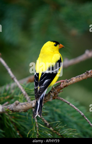 Vögel von Nordamerika amerikanische Stieglitz Zuchtjahr Tristis Alberta Kanada Stockfoto