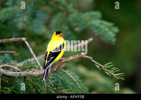 Vögel von Nordamerika amerikanische Stieglitz Zuchtjahr Tristis Alberta Kanada Stockfoto